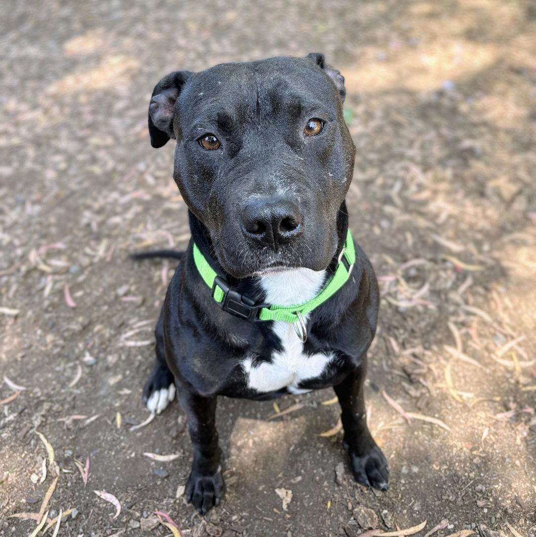 Knight, Adoptable, Adult Male Pit Bull Terrier.