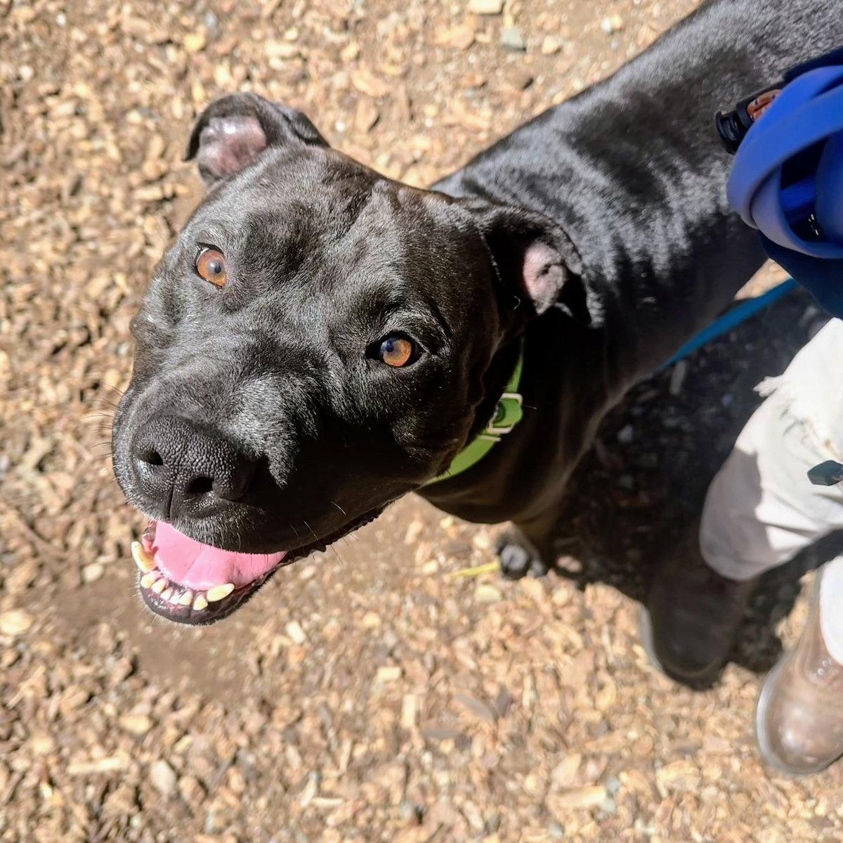 Enlarge Knight, a Adoptable Pit Bull Terrier in Oakland, CA image 1/3