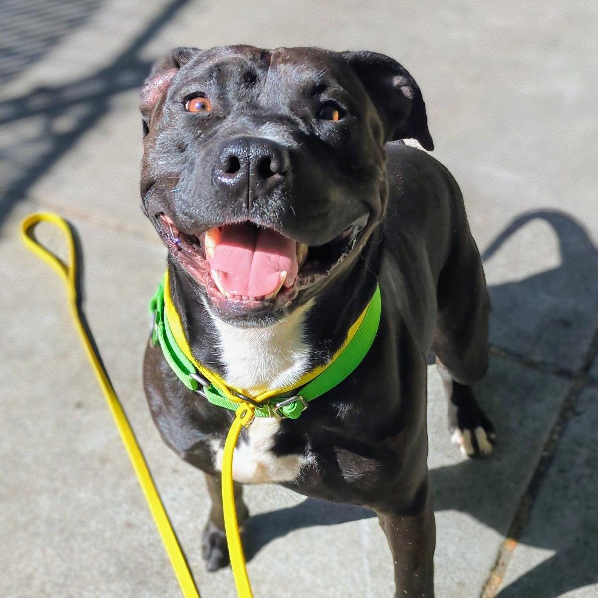 Enlarge Knight, a Adoptable Pit Bull Terrier in Oakland, CA image 2/3
