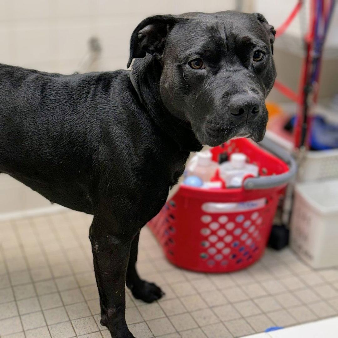 Enlarge Knight, a Adoptable Pit Bull Terrier in Oakland, CA image 3/3