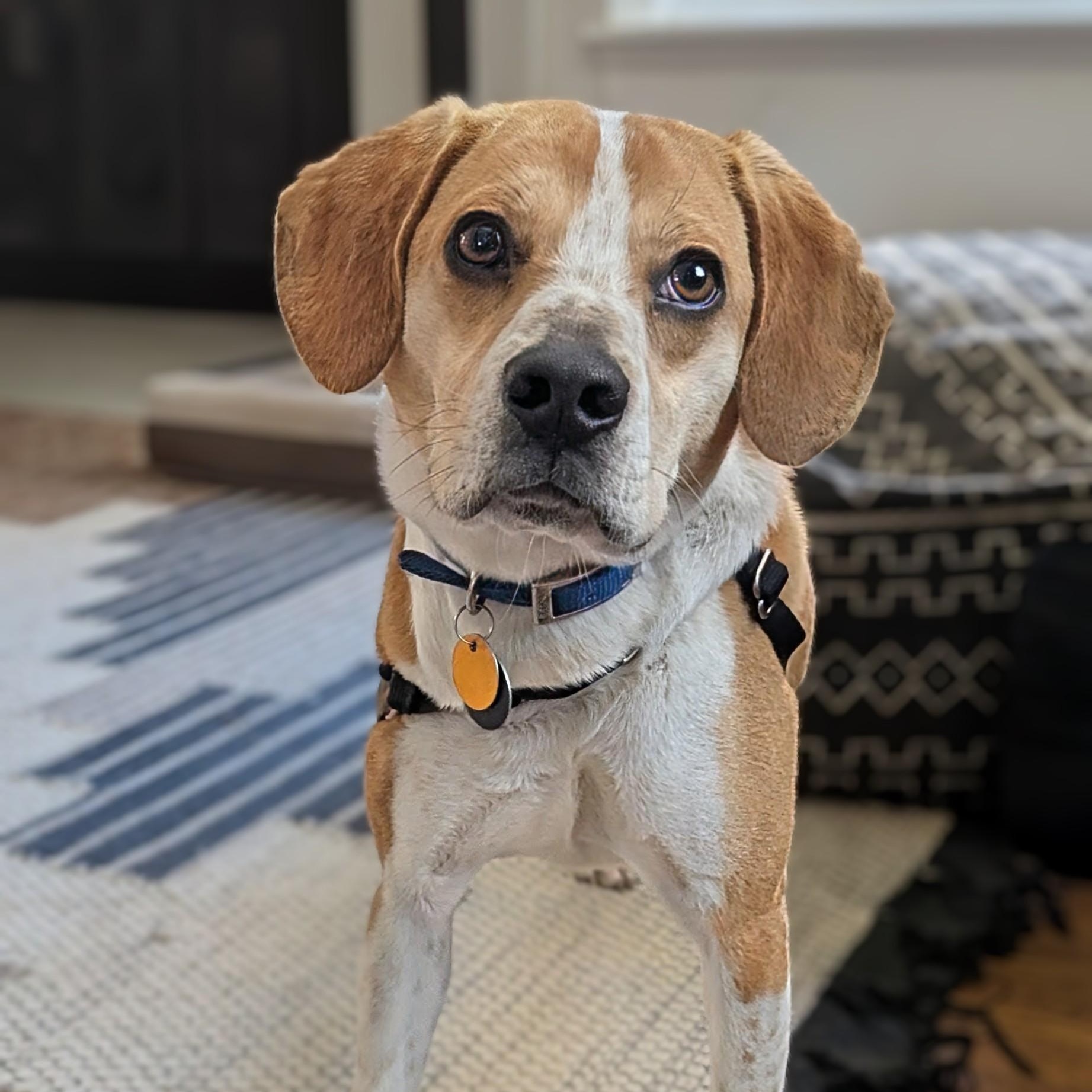 Enlarge Mac, an adoptable mixed breed in Alexandria, VA image 1/5