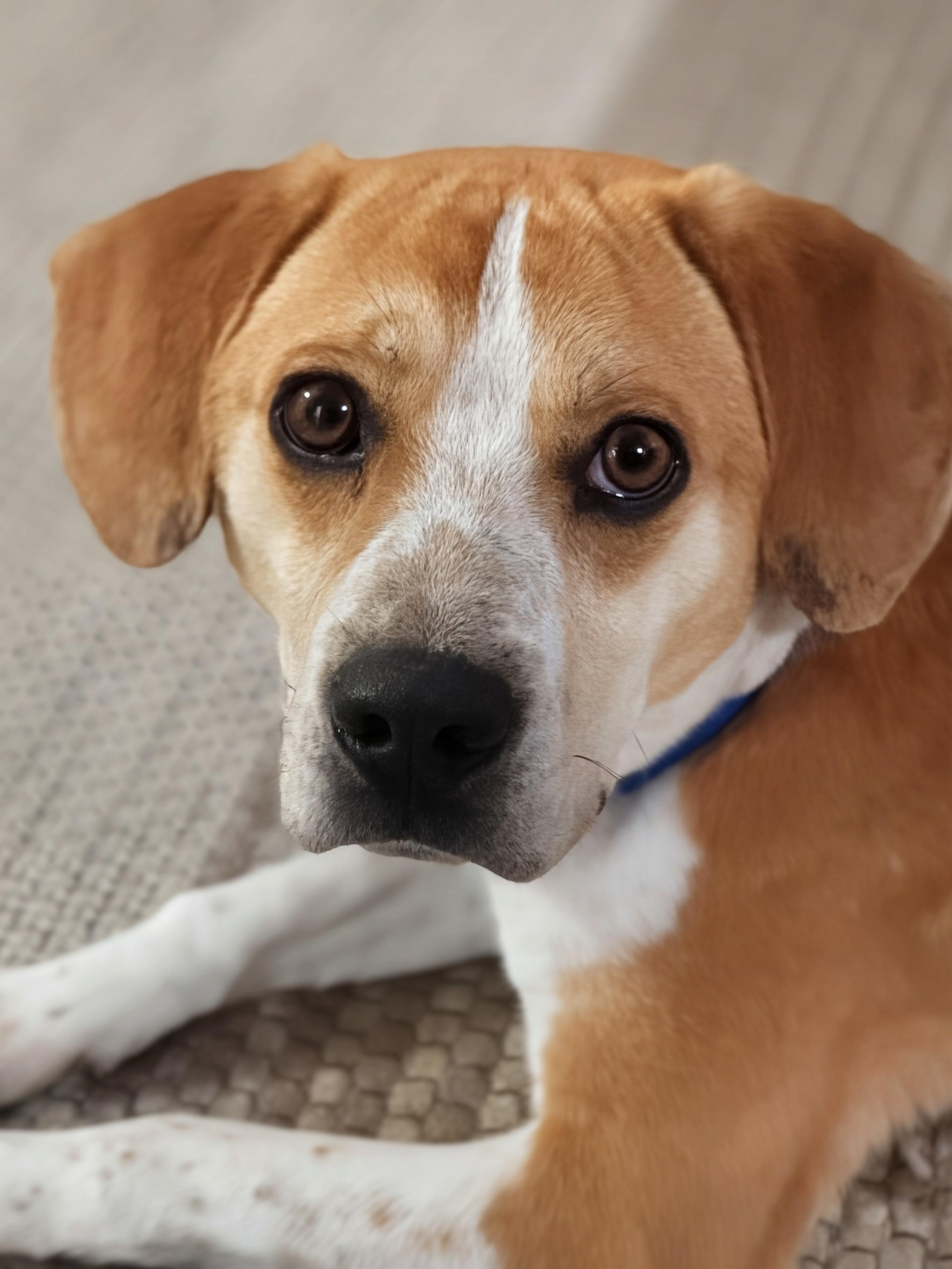 Enlarge Mac, an adoptable mixed breed in Alexandria, VA image 2/5