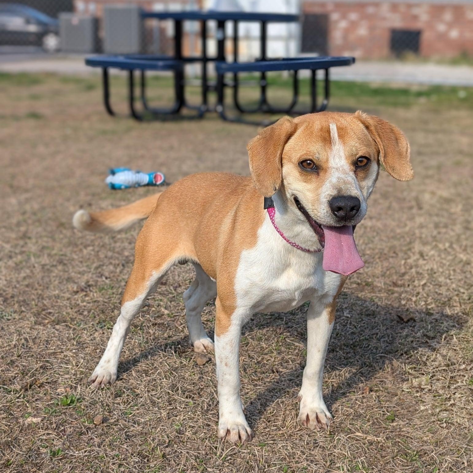 Enlarge Mac, an adoptable mixed breed in Alexandria, VA image 3/5
