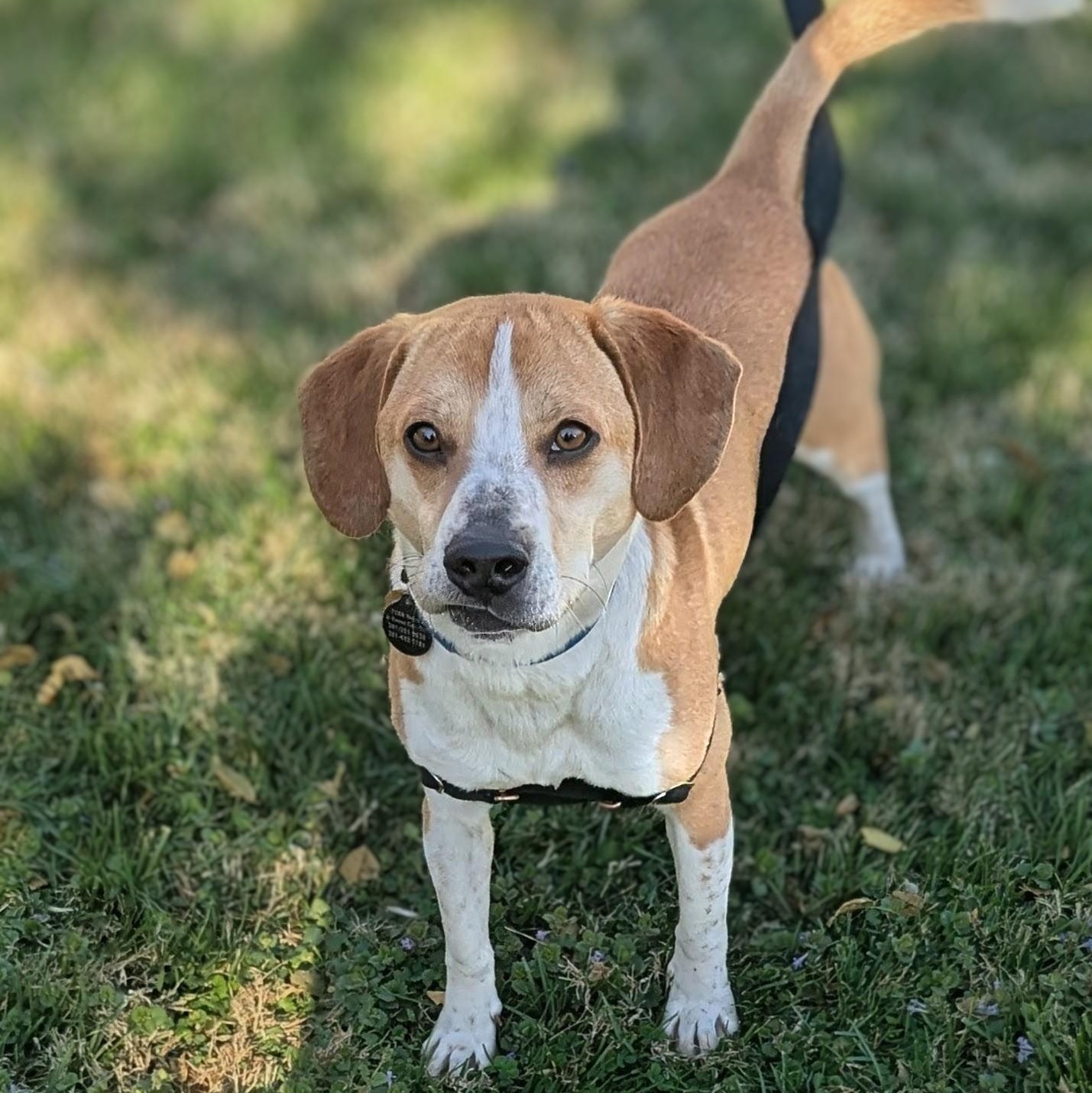Enlarge Mac, an adoptable mixed breed in Alexandria, VA image 4/5