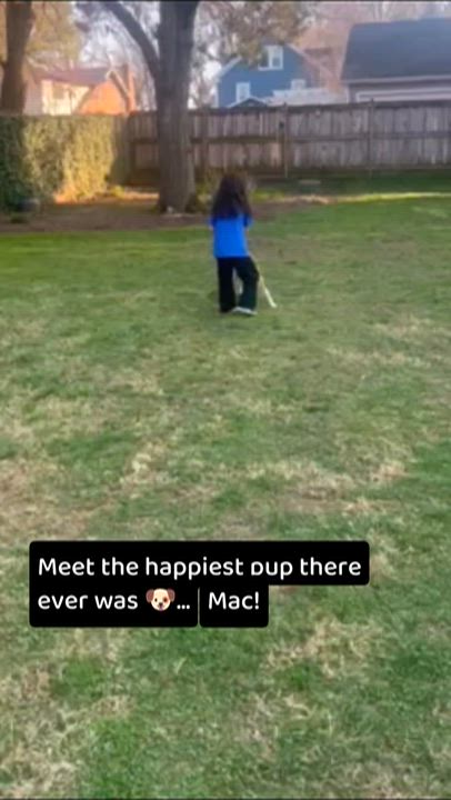Enlarge Mac, an adoptable mixed breed in Alexandria, VA video 5/5