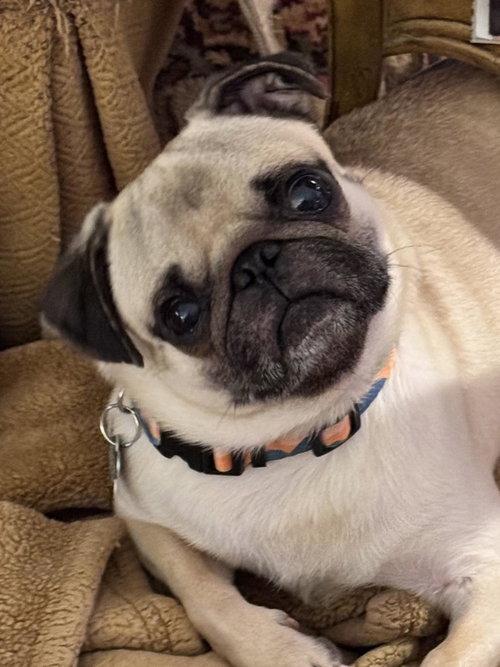 Milo, Adoptable, Adult Male Pug.