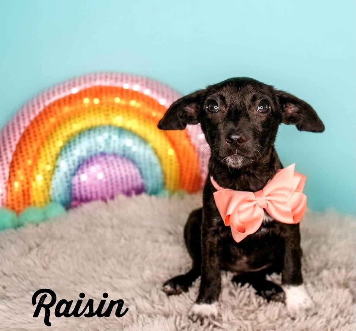 Raisin - photo 1