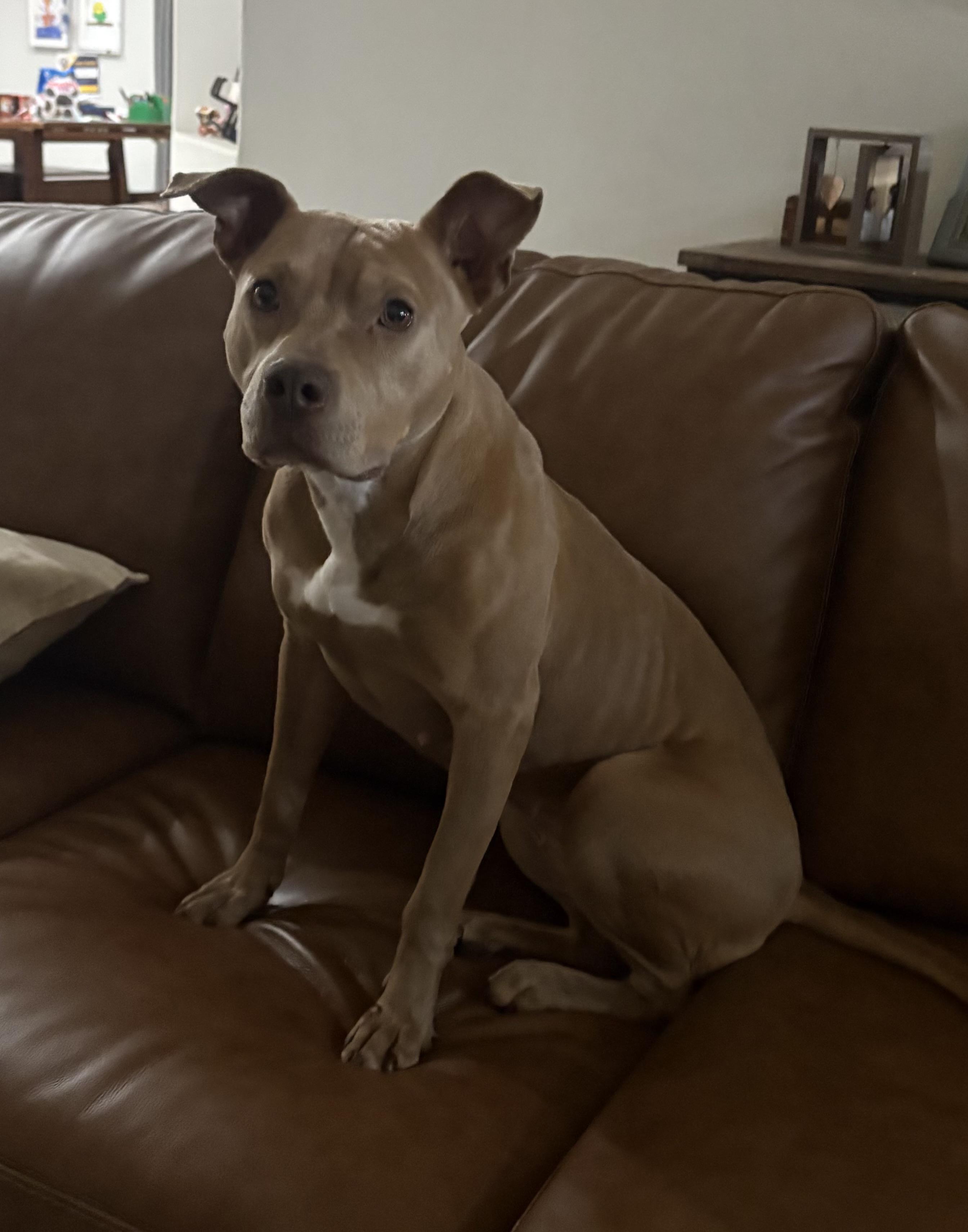 Enlarge Sadie - (WA), a Adoptable mixed breed in Seattle, WA image 5/6