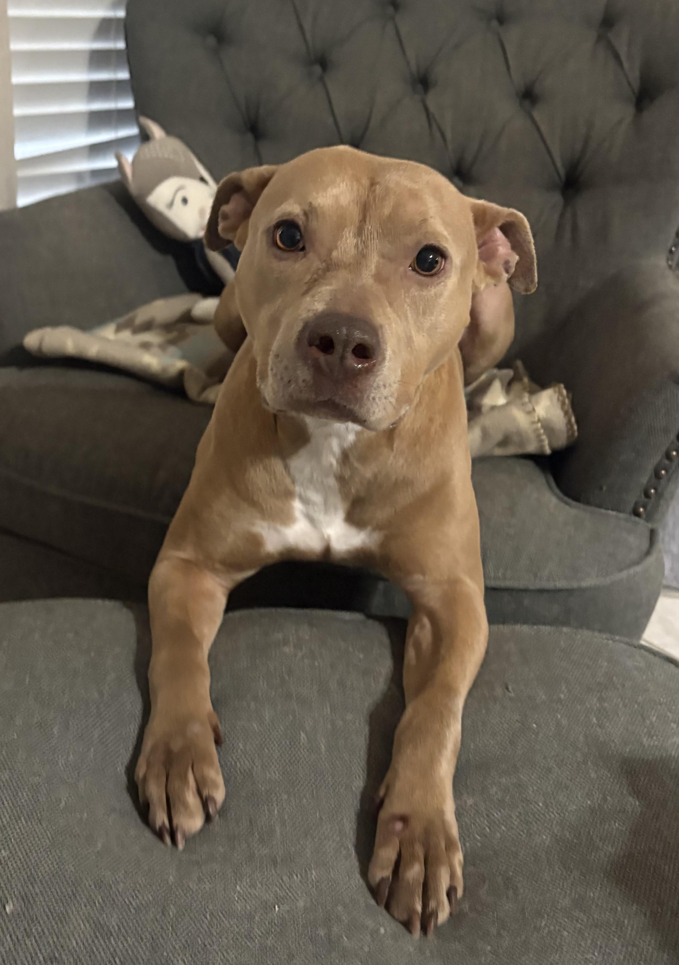 Enlarge Sadie - (WA), a Adoptable mixed breed in Seattle, WA image 2/6