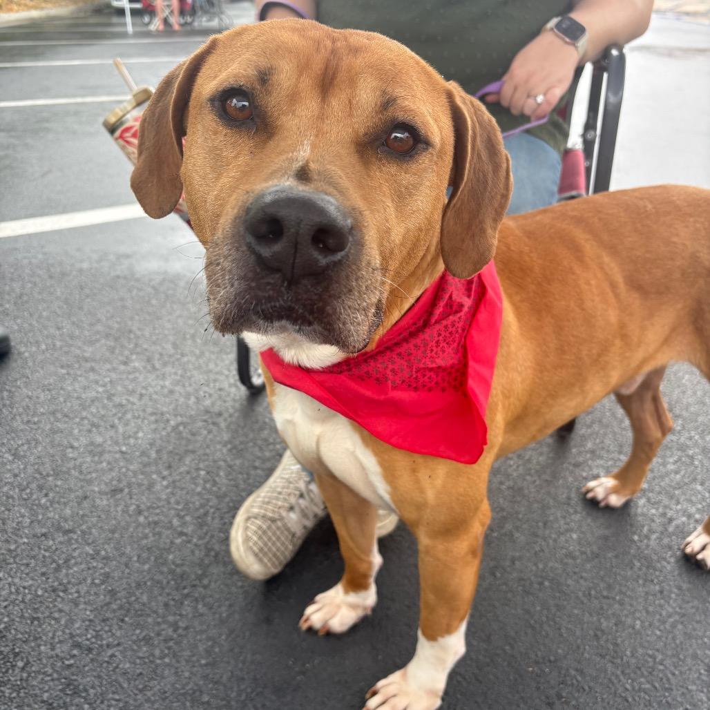 Cosmo, Adoptable, Adult Male Pit Bull Terrier & Labrador Retriever.