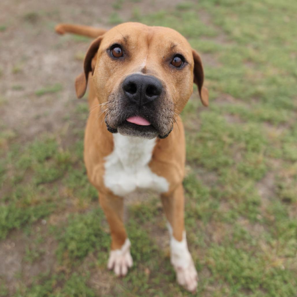 Enlarge Cosmo, a Adoptable mixed breed in Valdosta , GA image 2/6