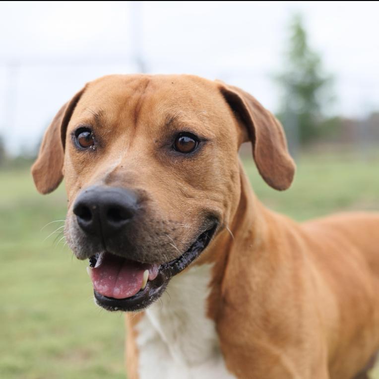 Enlarge Cosmo, a Adoptable mixed breed in Valdosta , GA image 3/6