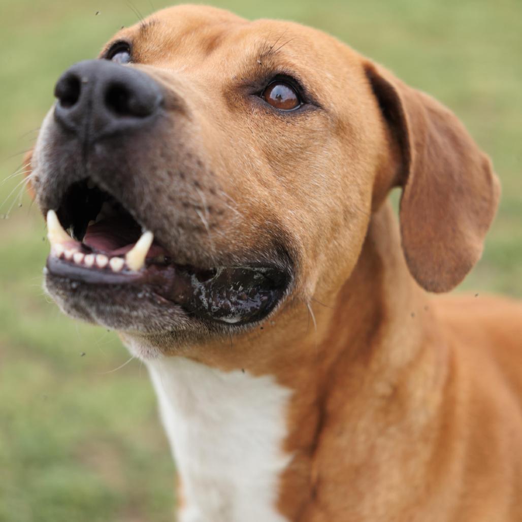 Enlarge Cosmo, a Adoptable mixed breed in Valdosta , GA image 4/6