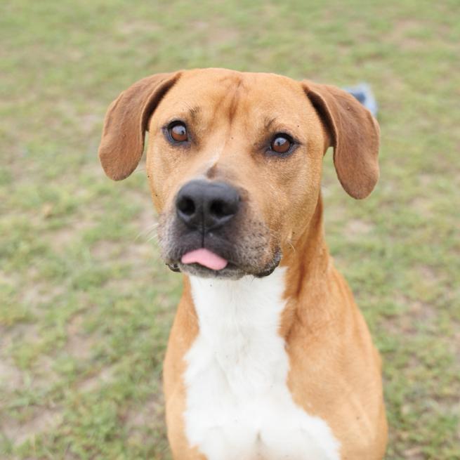 Enlarge Cosmo, a Adoptable mixed breed in Valdosta , GA image 5/6