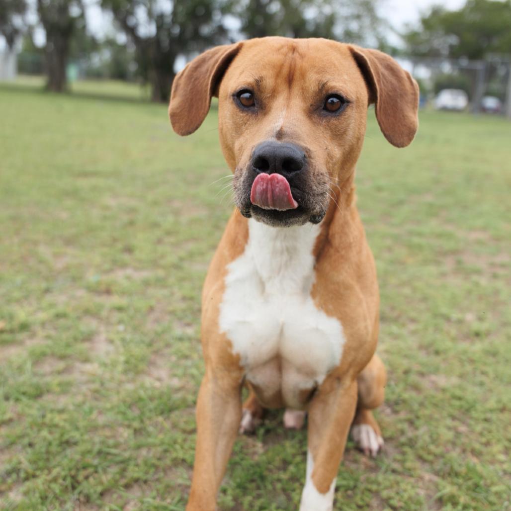 Enlarge Cosmo, a Adoptable mixed breed in Valdosta , GA image 6/6