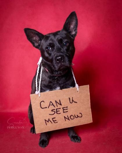 Noodles, Adoptable, Adult Female German Shepherd Dog & Mixed Breed.