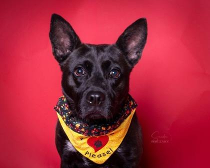 Enlarge Noodles, a Adoptable mixed breed in West Memphis, AR image 2/3