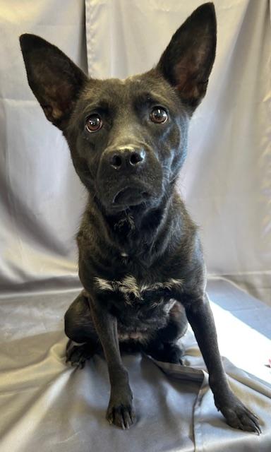 Enlarge Noodles, a Adoptable mixed breed in West Memphis, AR image 3/3