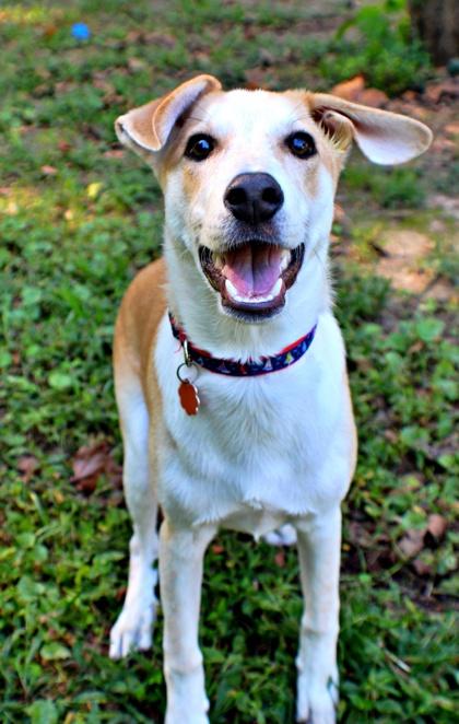 Enlarge Wilson, a Adoptable mixed breed in Morton Grove, IL image 1/3