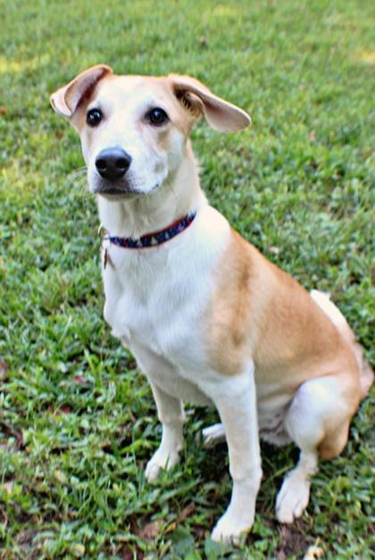 Enlarge Wilson, a Adoptable mixed breed in Morton Grove, IL image 2/3