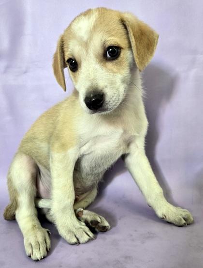 Enlarge Wilson, a Adoptable mixed breed in Morton Grove, IL image 3/3