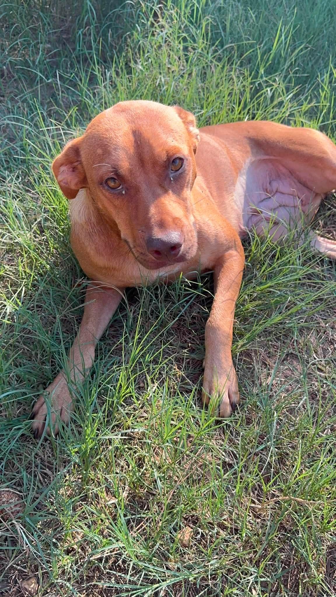 Lacy f.k.a. Lumen, a ADOPTABLE mixed breed in Wando, SC image 1/4