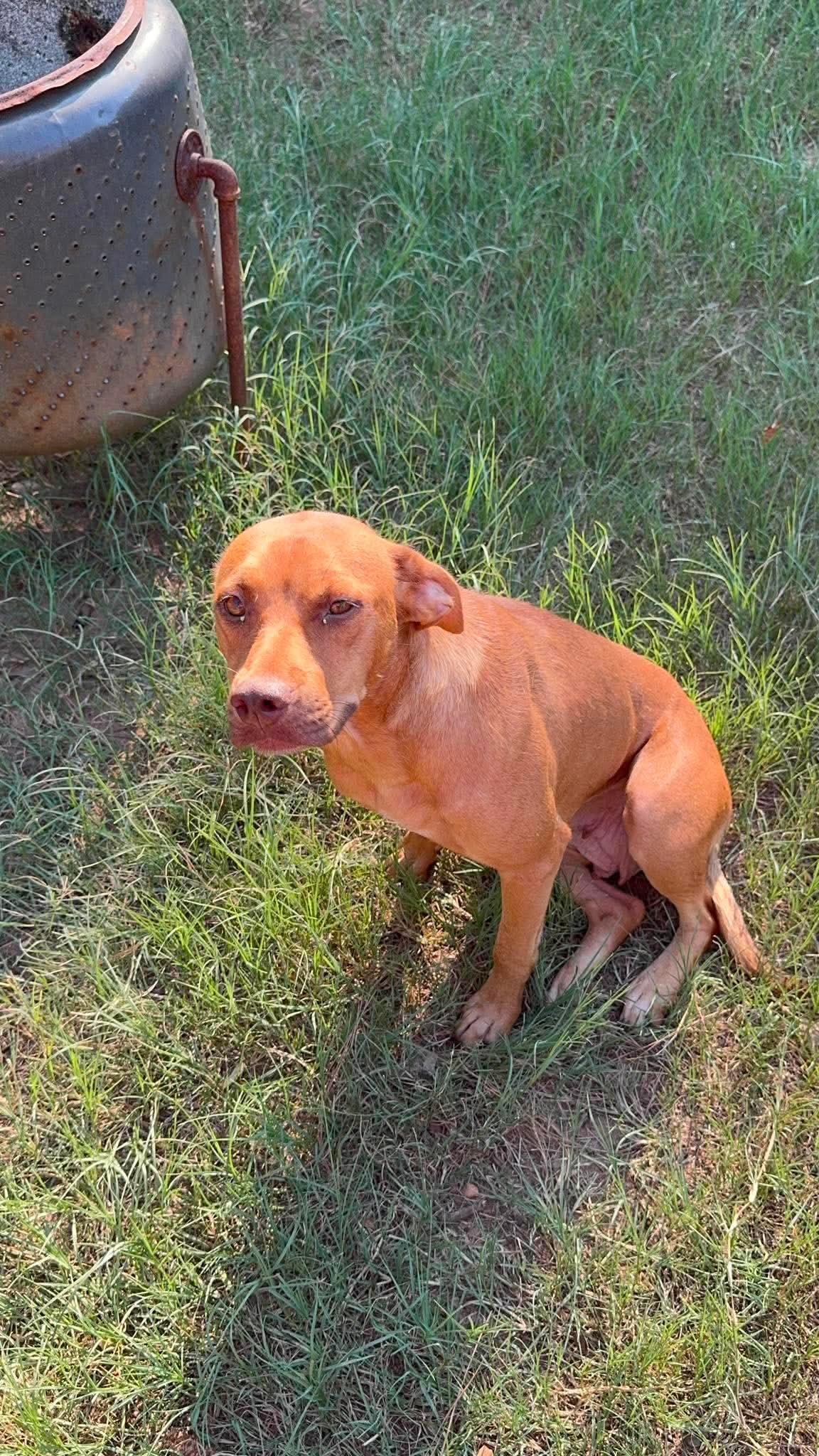 Lacy f.k.a. Lumen, a ADOPTABLE mixed breed in Wando, SC image 2/4