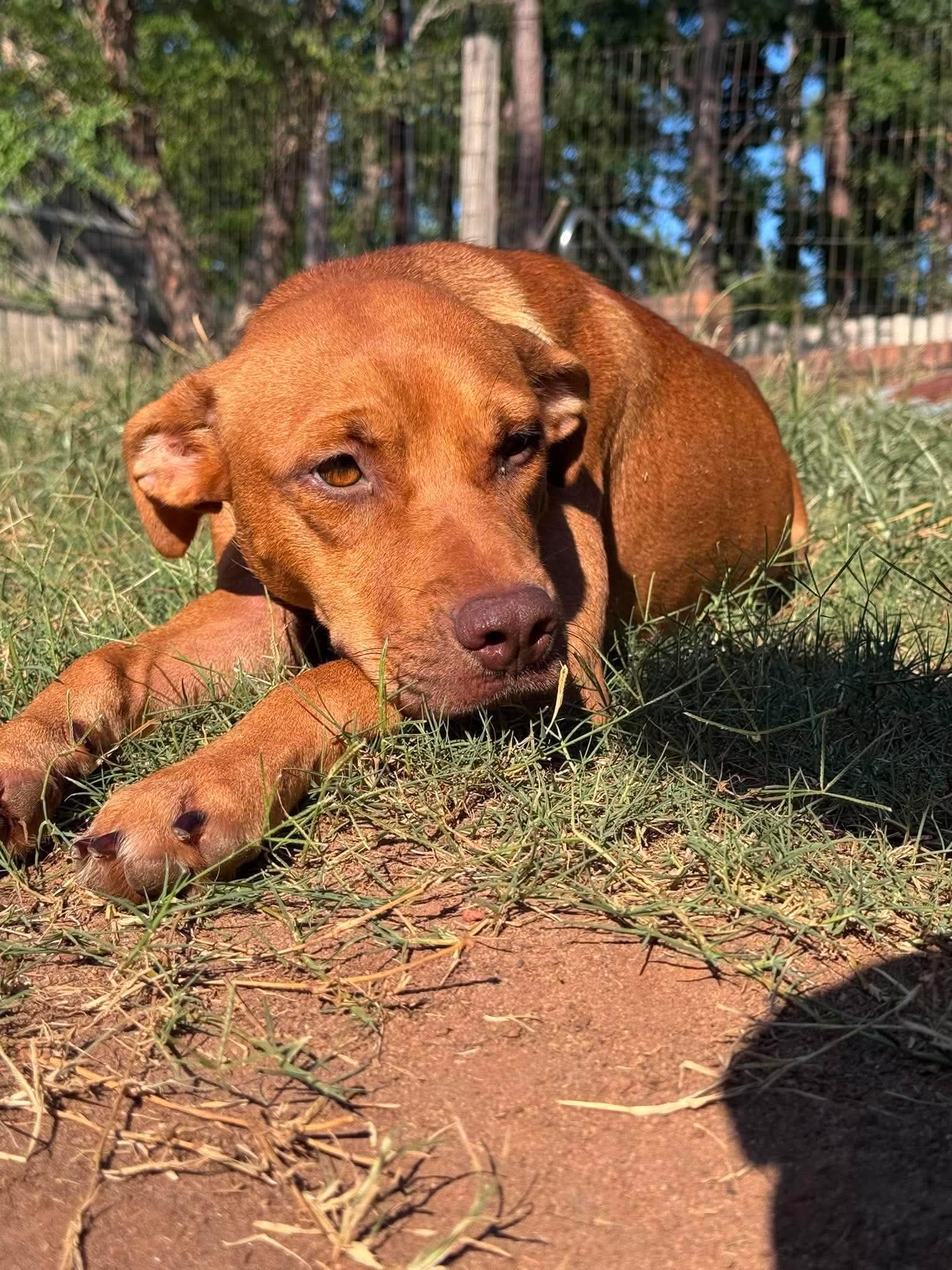 Lacy f.k.a. Lumen, a ADOPTABLE mixed breed in Wando, SC image 4/4