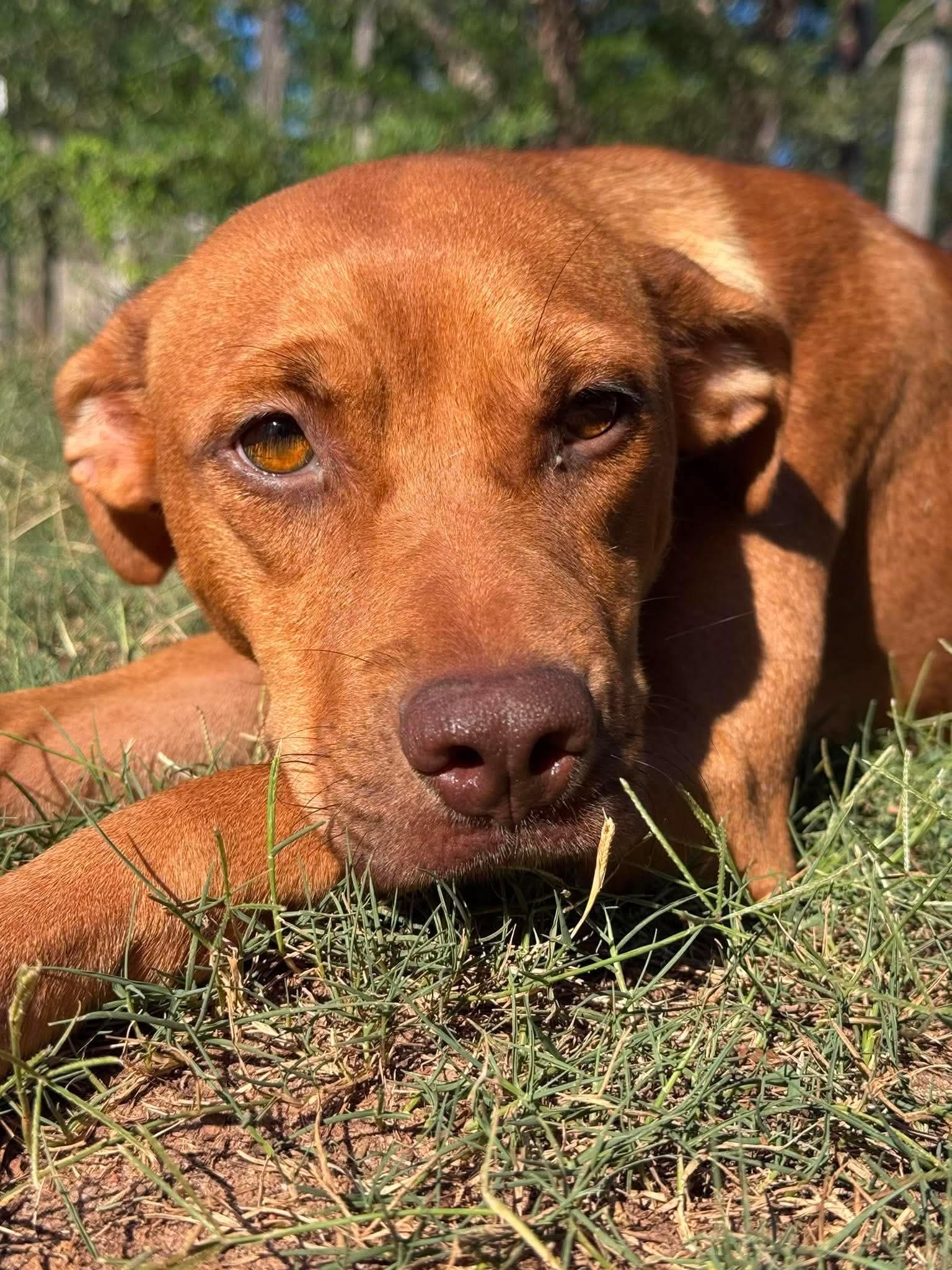 Lacy f.k.a. Lumen, a ADOPTABLE mixed breed in Wando, SC image 3/4
