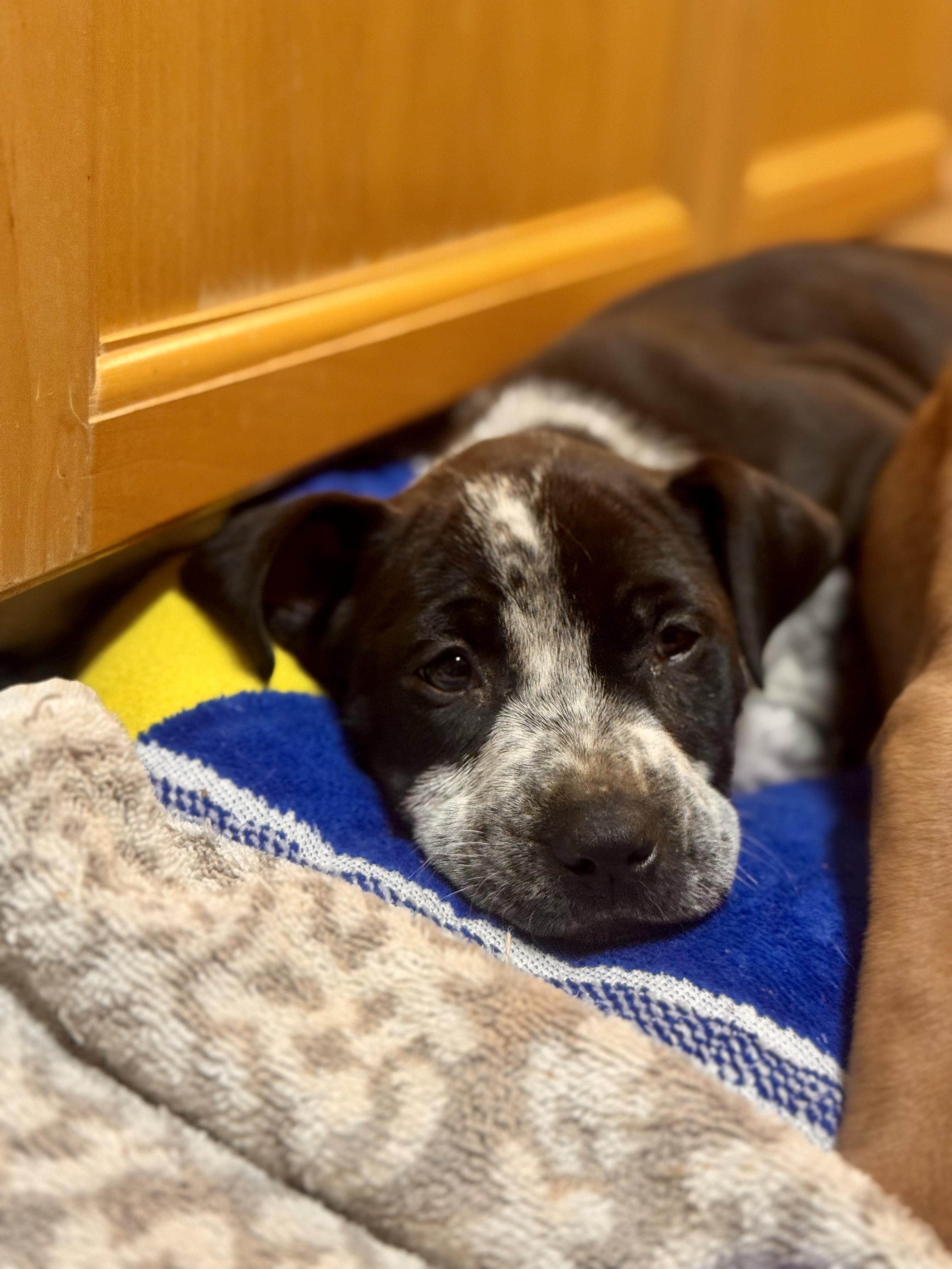 Enlarge Annie , a ADOPTABLE mixed breed in Alabaster, AL image 5/5