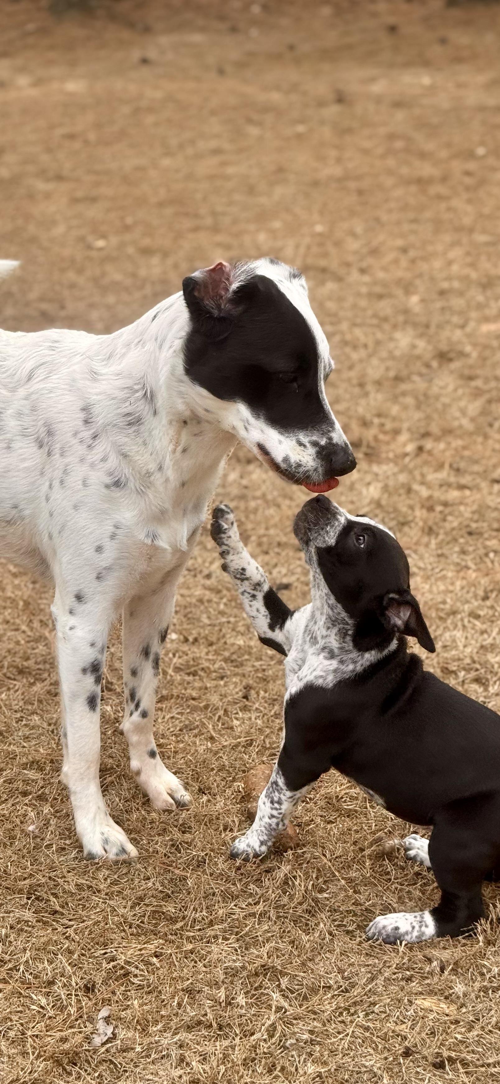 Enlarge Annie , a ADOPTABLE mixed breed in Alabaster, AL image 2/5