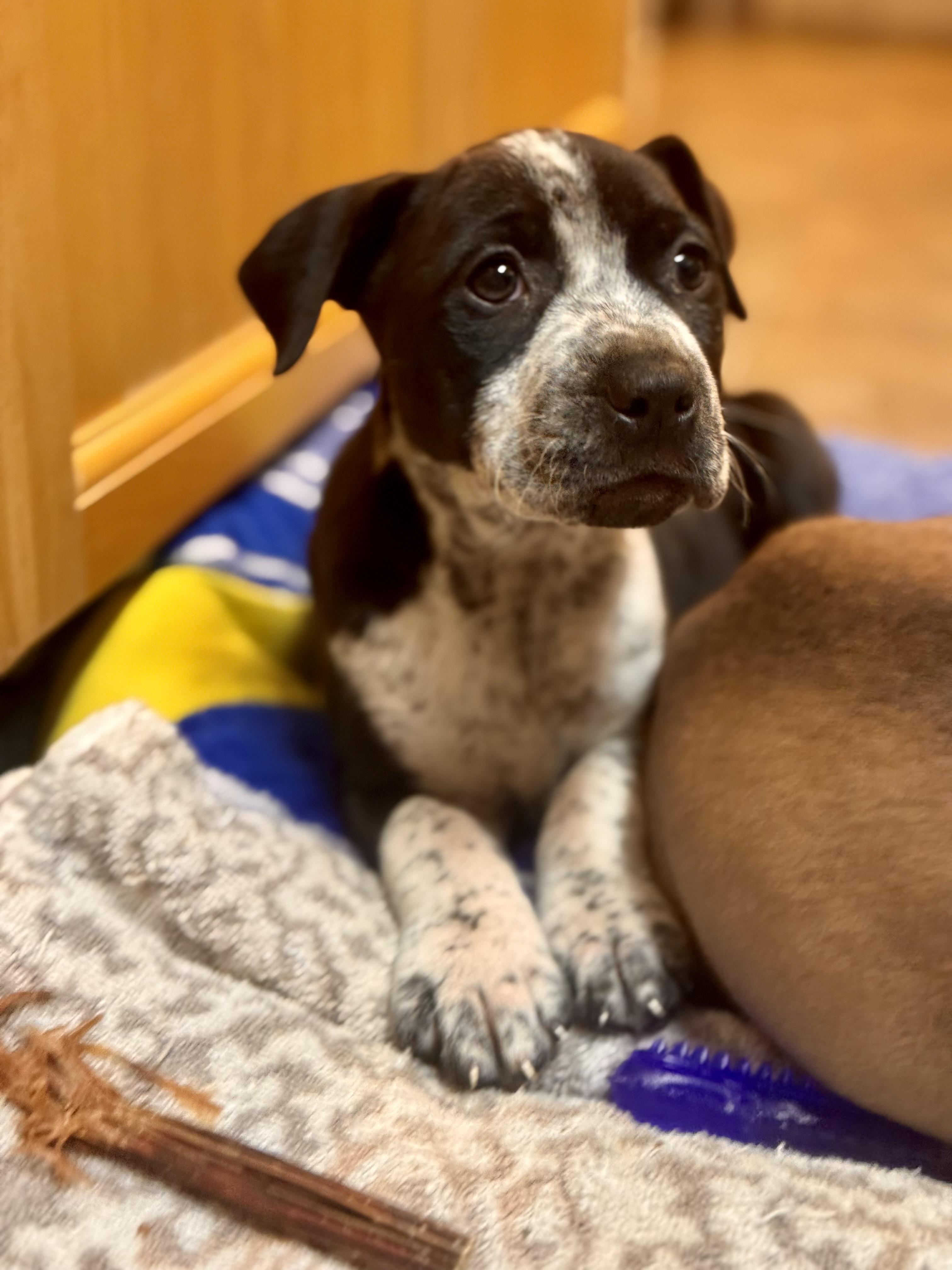 Enlarge Annie , a ADOPTABLE mixed breed in Alabaster, AL image 4/5