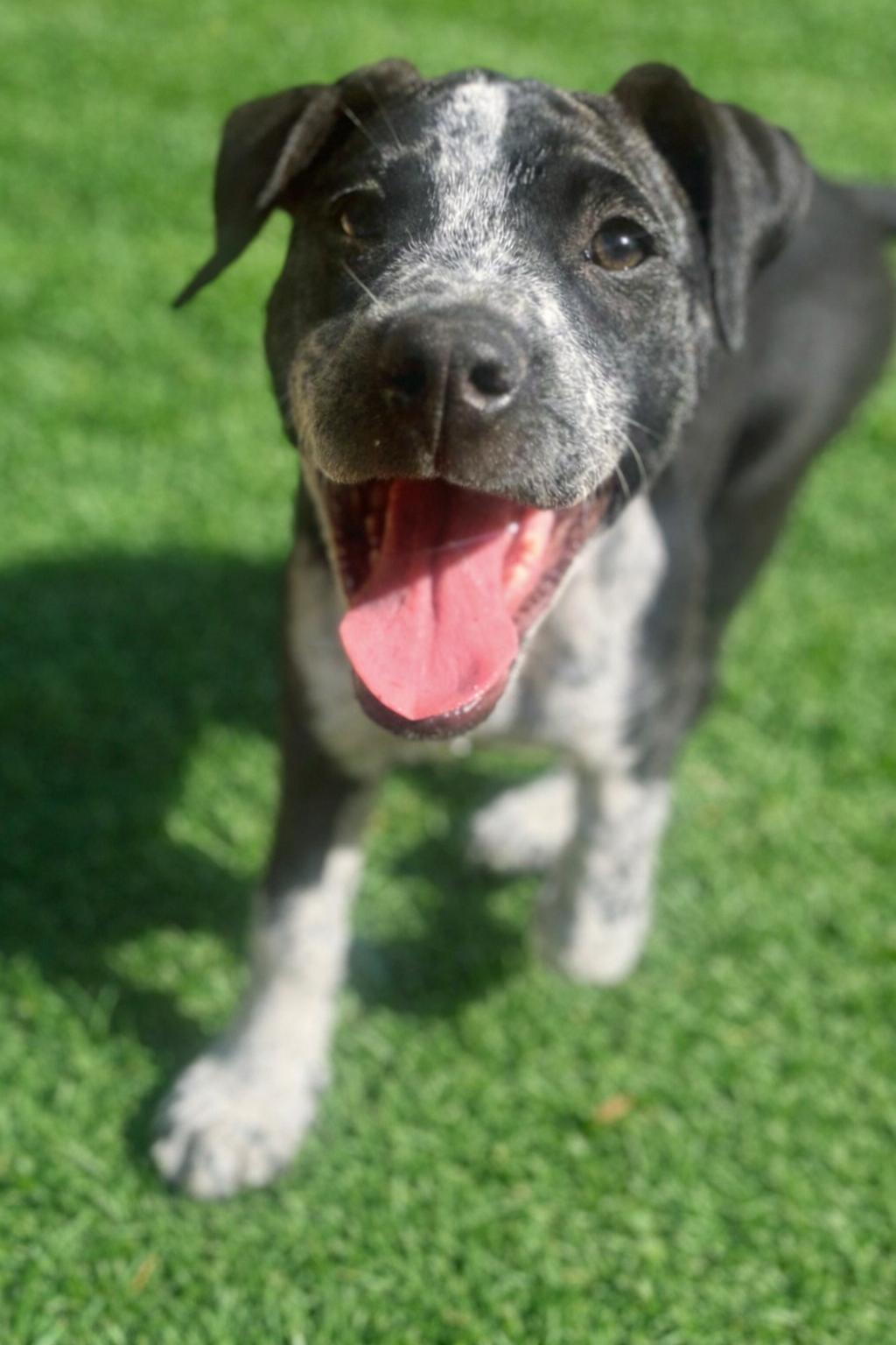 Enlarge Annie , a ADOPTABLE mixed breed in Alabaster, AL image 3/5