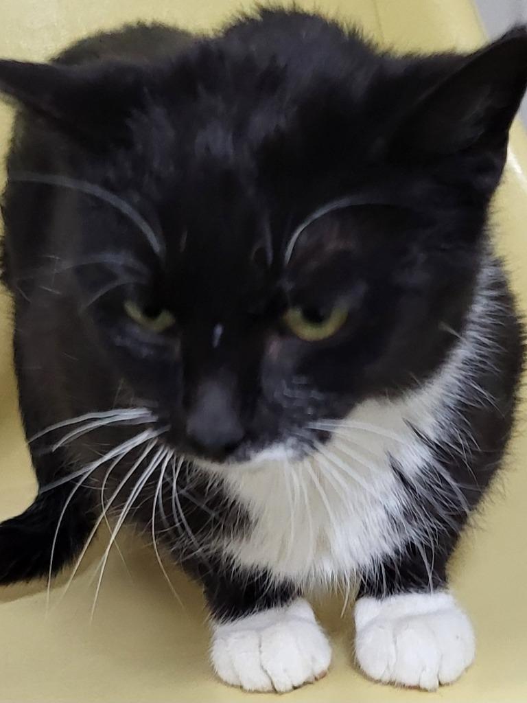 Morticia, Adoptable, Young Female Domestic Short Hair.