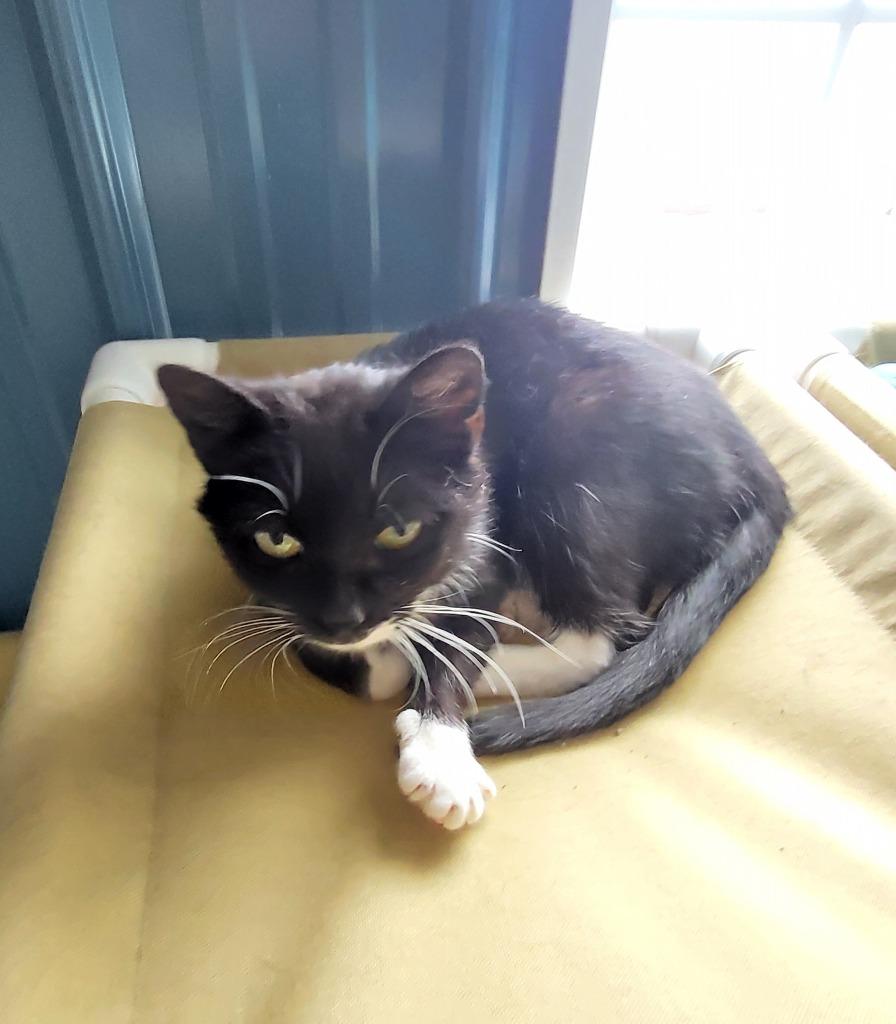 Enlarge Morticia, a Adoptable mixed breed in Medford, WI image 2/2