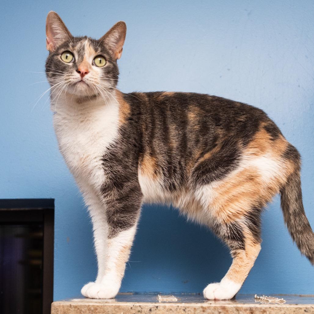 Freya, Adoptable, Adult Female Domestic Short Hair.