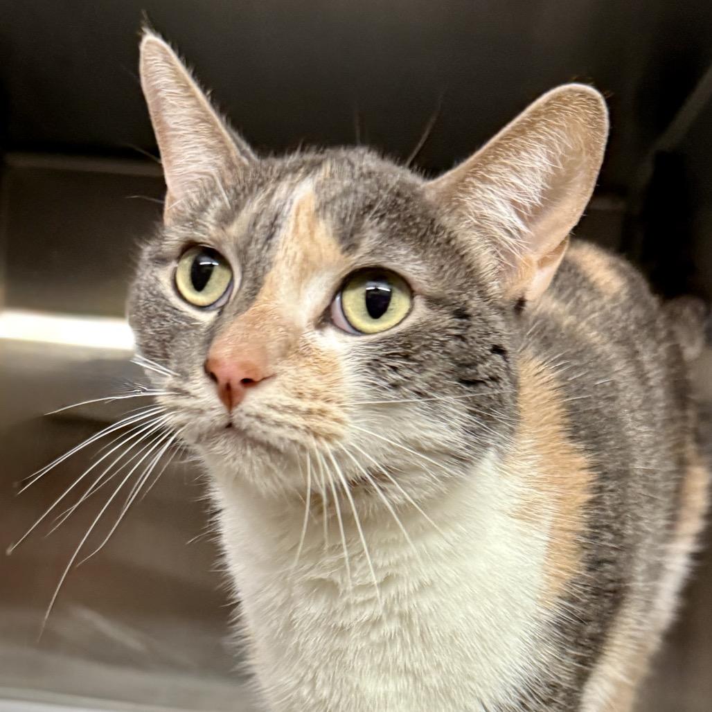 Enlarge Freya, a Adoptable mixed breed in Riverside, CA image 2/3