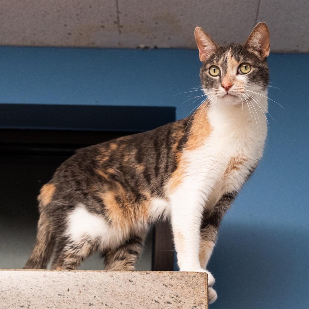 Enlarge Freya, a Adoptable mixed breed in Riverside, CA image 3/3