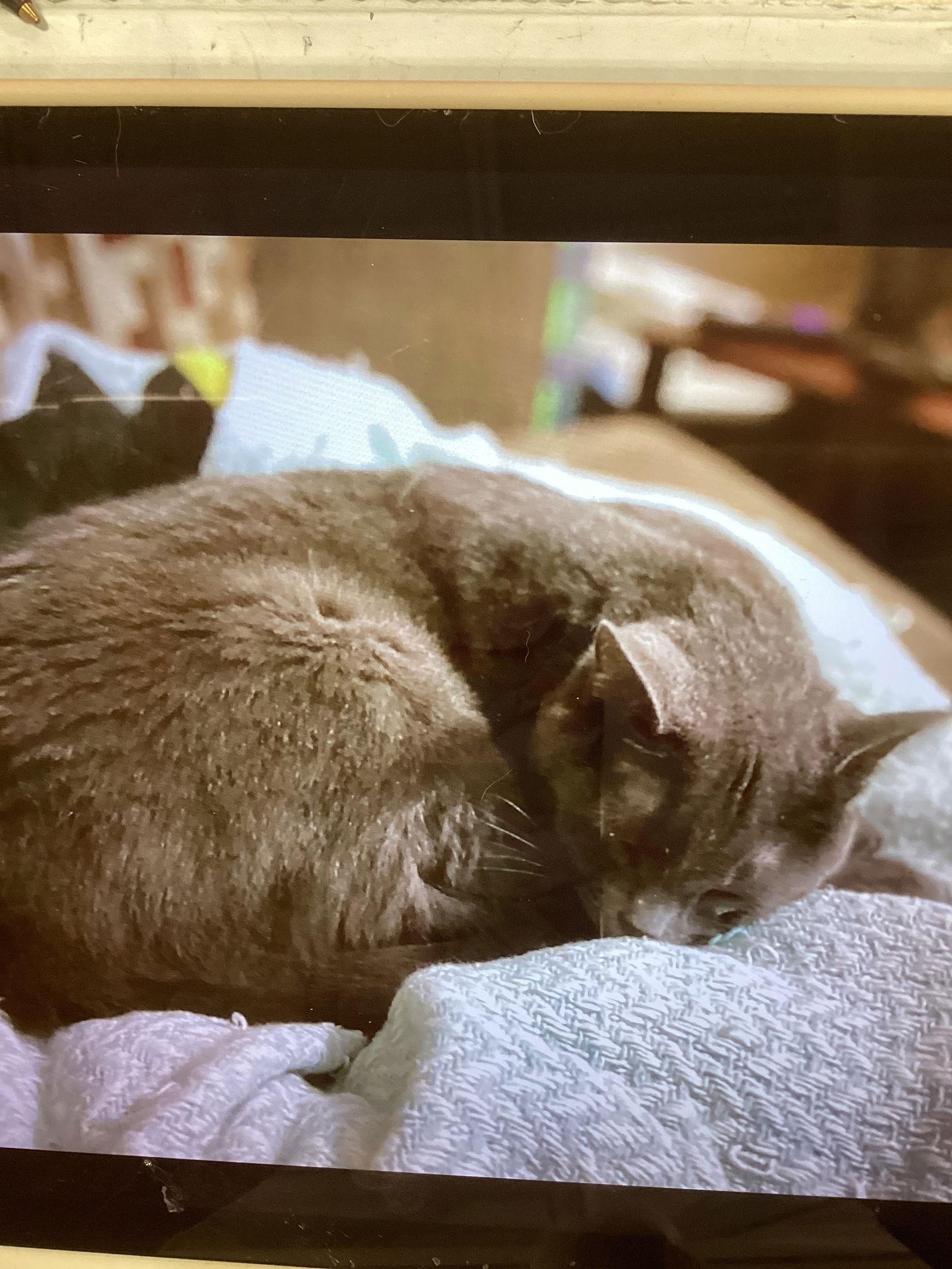 Enlarge BENNIE, a Adoptable Domestic Short Hair in Northfield, OH image 1/3