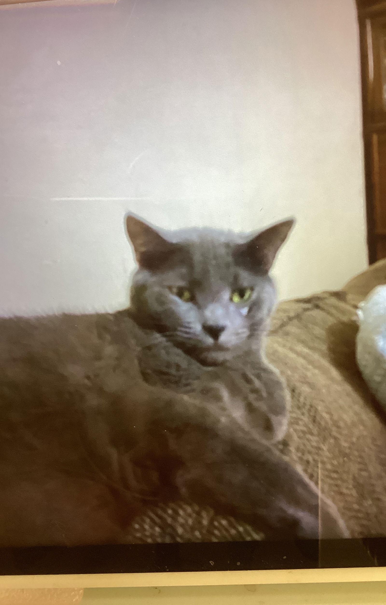 Enlarge BENNIE, a Adoptable Domestic Short Hair in Northfield, OH image 2/3