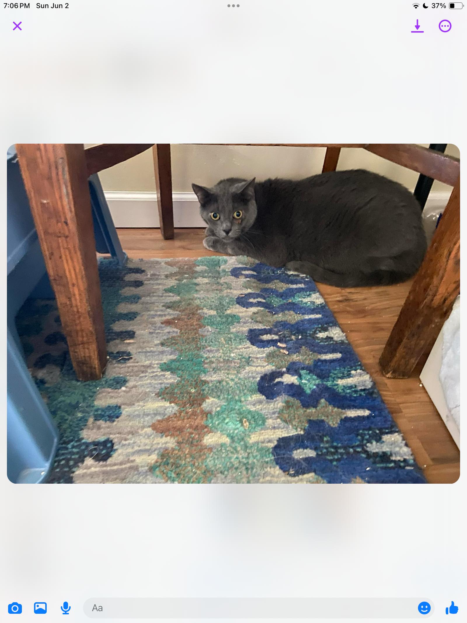 Enlarge BENNIE, a Adoptable Domestic Short Hair in Northfield, OH image 3/3