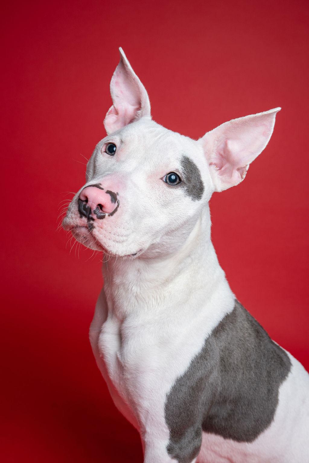 Focaccia-Social!, ADOPTABLE, Young Female Pit Bull Terrier.