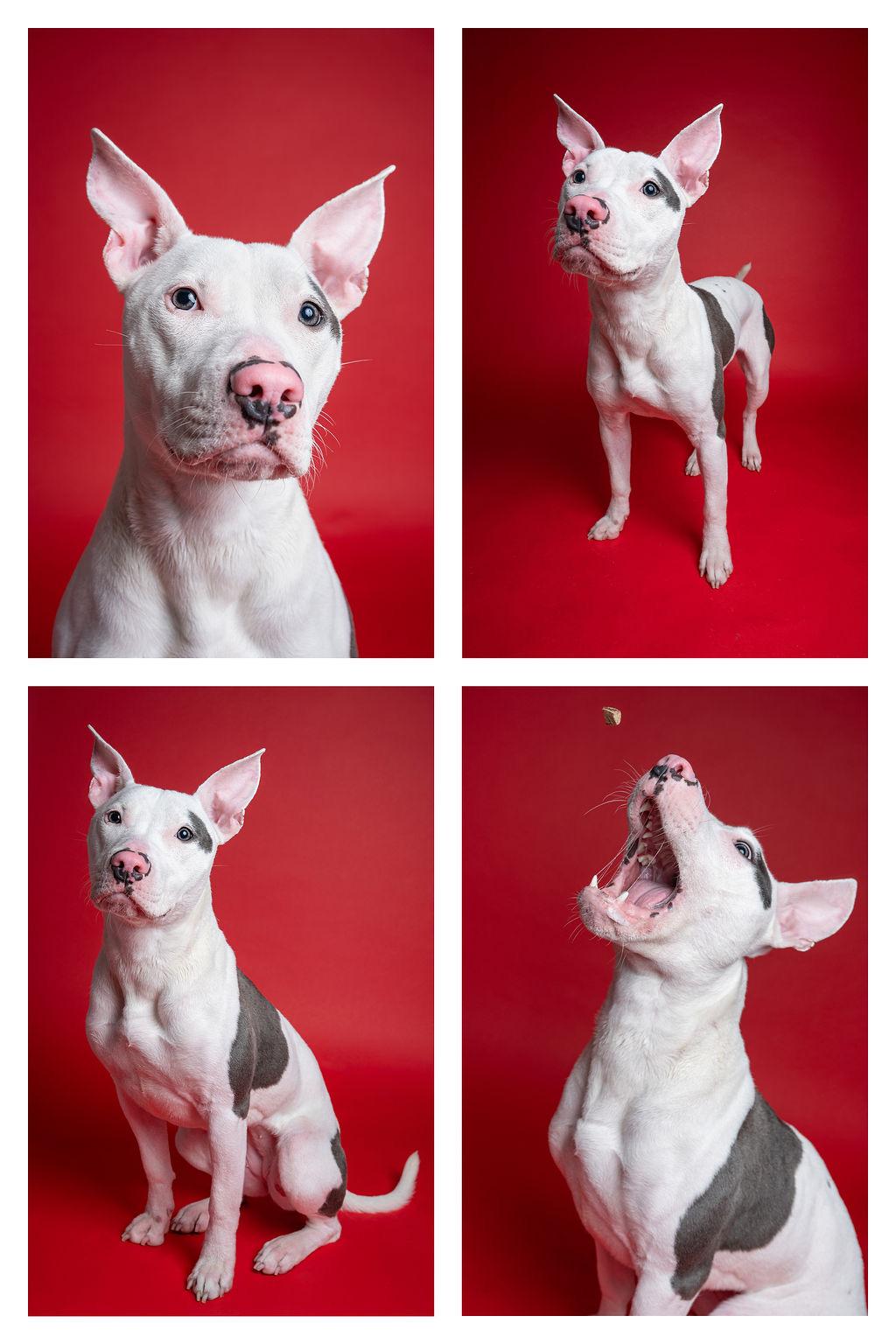 Enlarge Focaccia-Social!, a ADOPTABLE Pit Bull Terrier in Kent, WA image 5/5