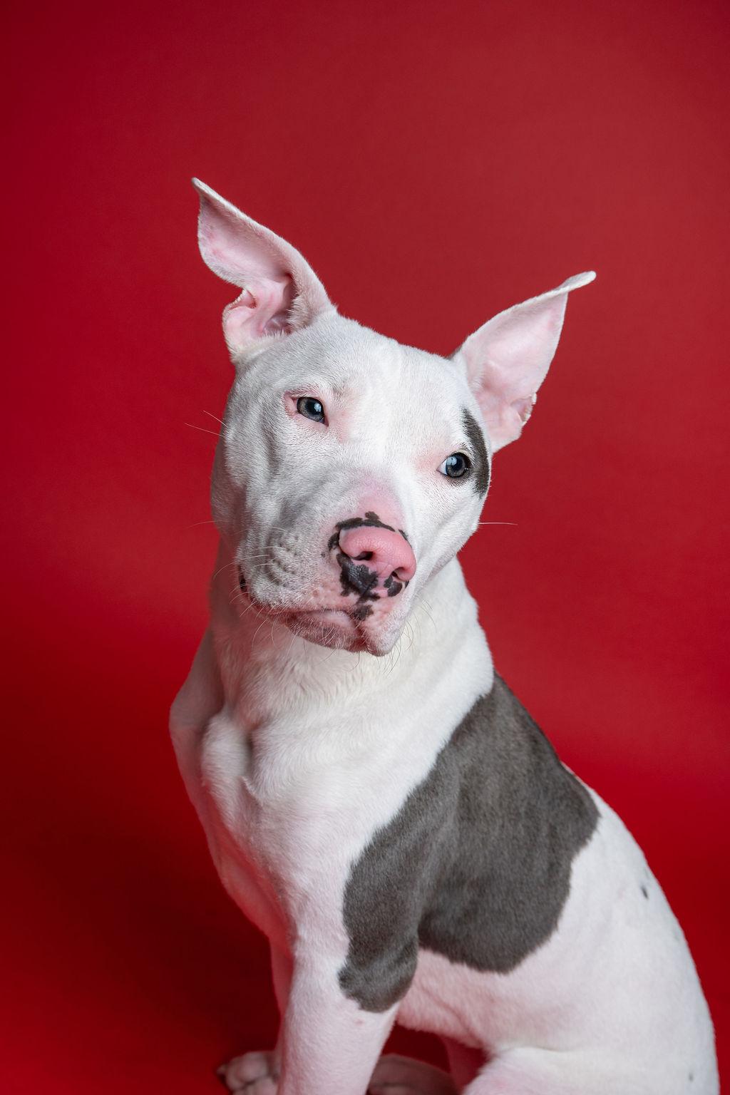 Enlarge Focaccia-Social!, a ADOPTABLE Pit Bull Terrier in Kent, WA image 2/5