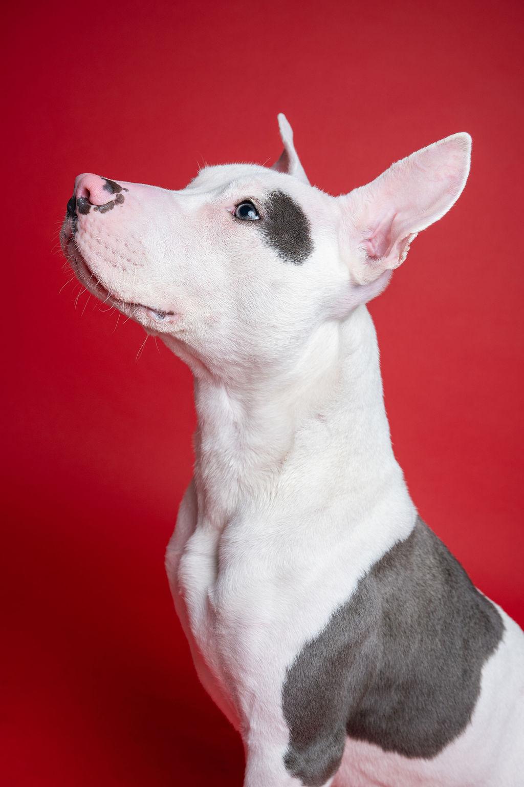 Enlarge Focaccia-Social!, a ADOPTABLE Pit Bull Terrier in Kent, WA image 4/5