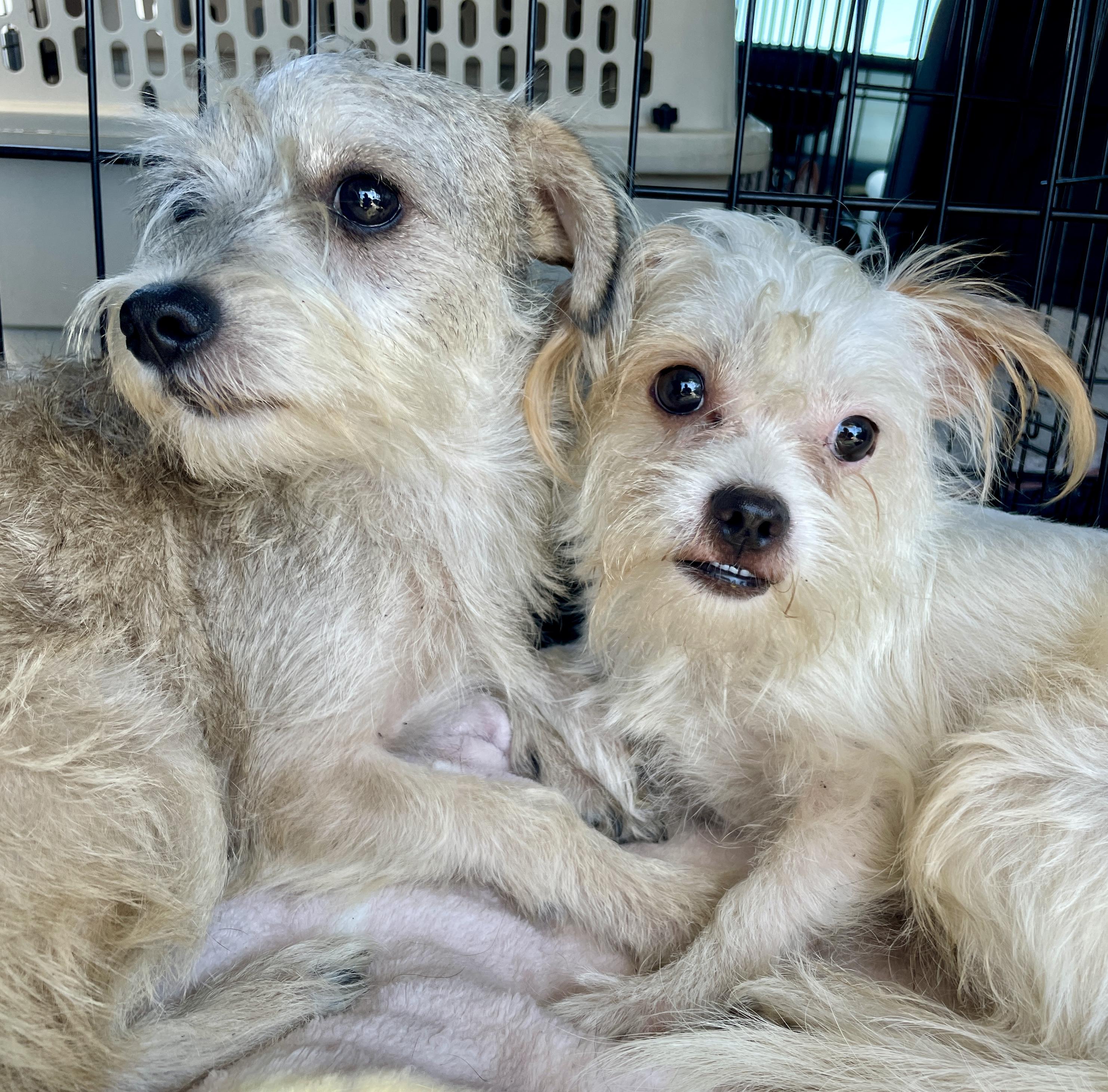 Sally, adoptable, Puppy Female Maltese & Terrier.