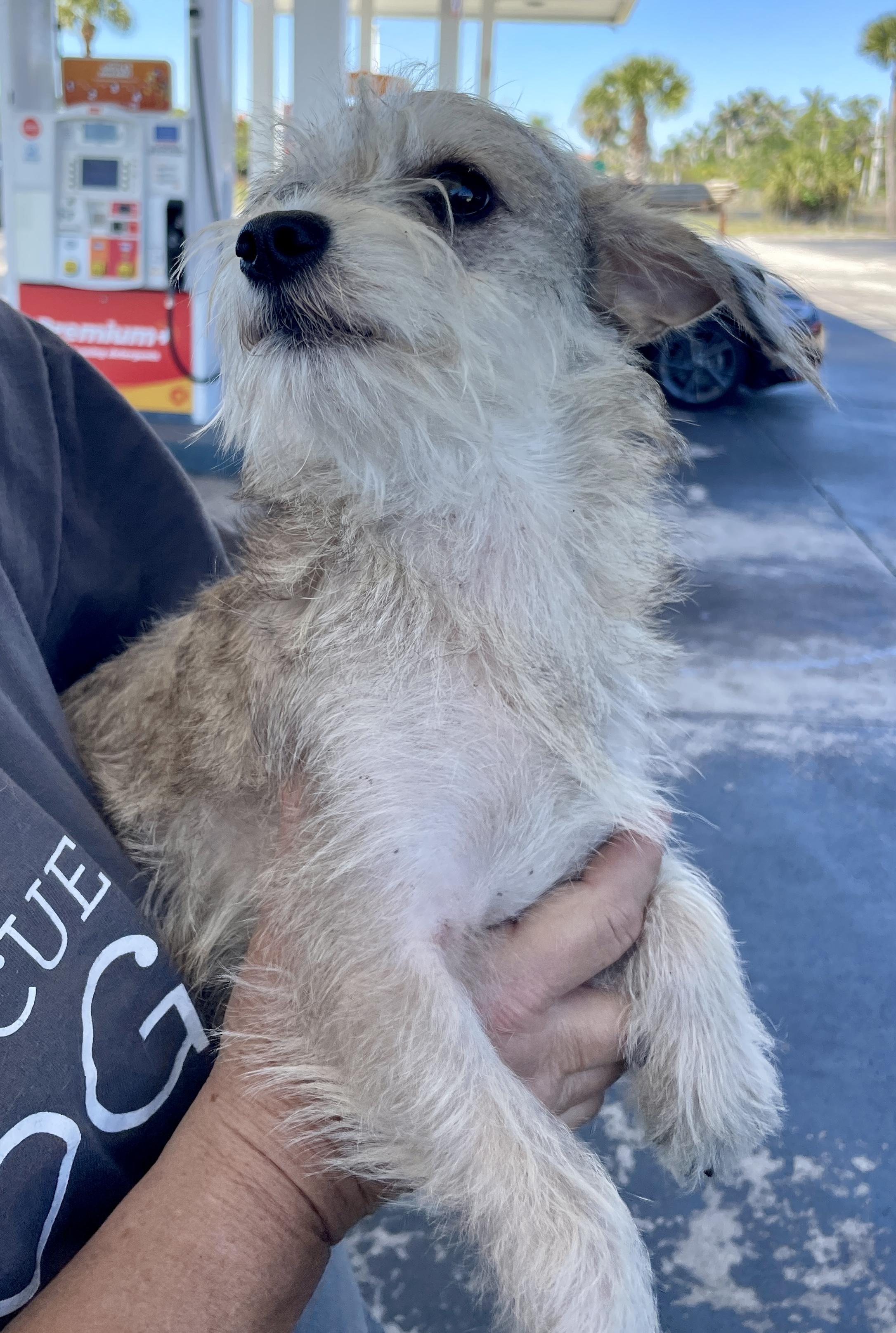 Enlarge Sally, an adoptable mixed breed in Sarasota, FL image 2/4