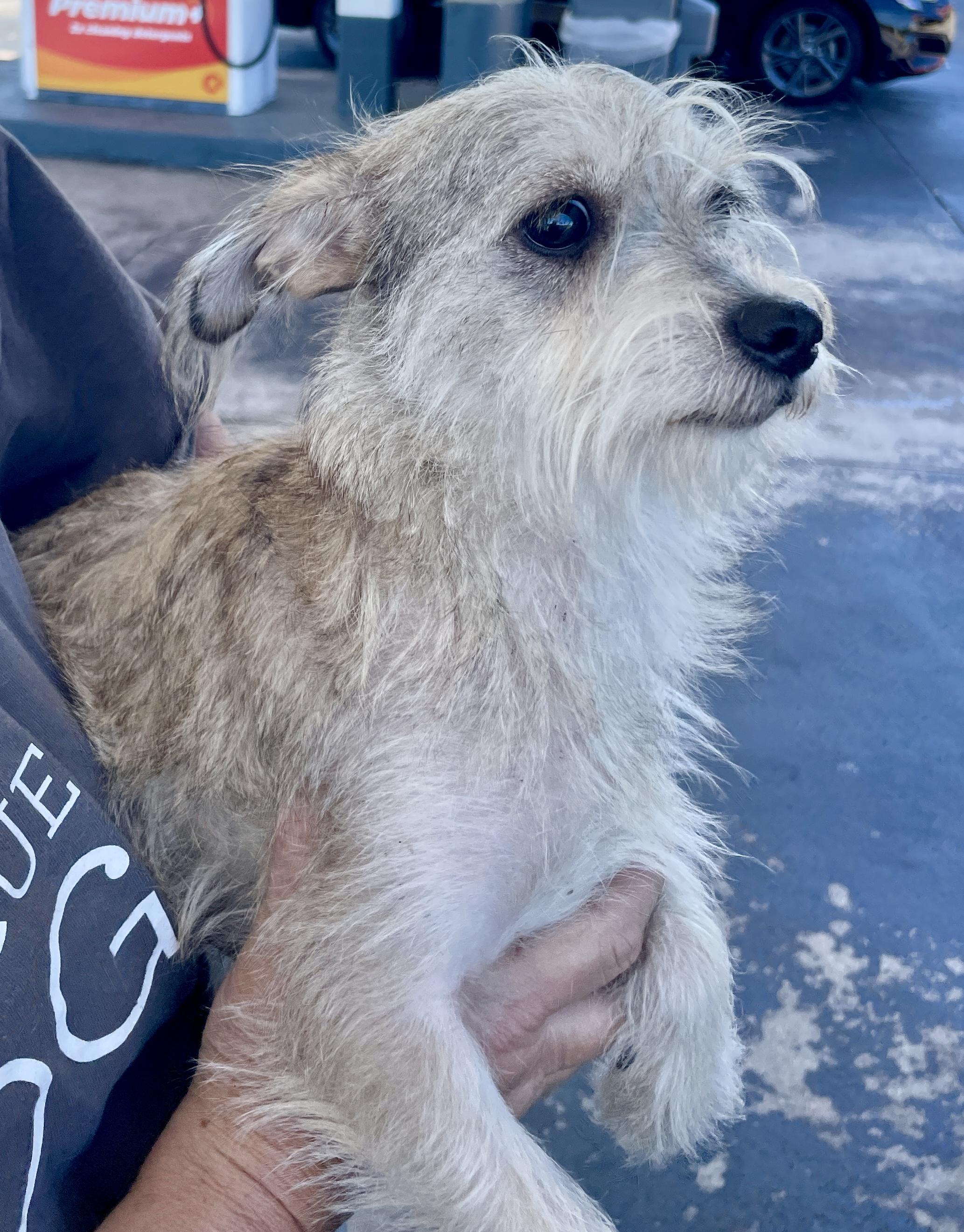 Enlarge Sally, an adoptable mixed breed in Sarasota, FL image 3/4