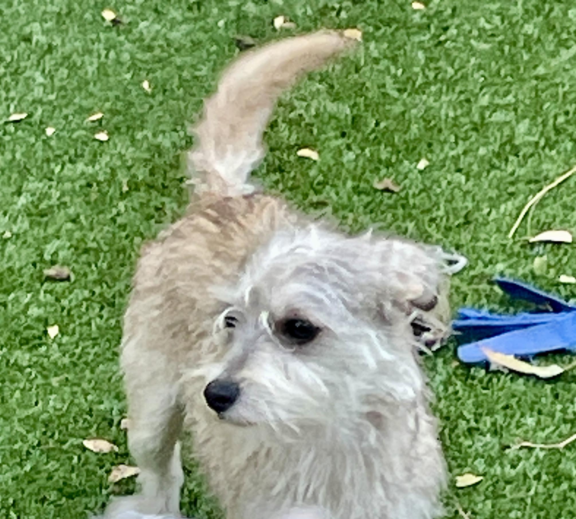 Enlarge Sally, an adoptable mixed breed in Sarasota, FL image 4/4