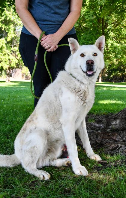 Enlarge Kurt, a Adoptable mixed breed in Yakima, WA image 1/3